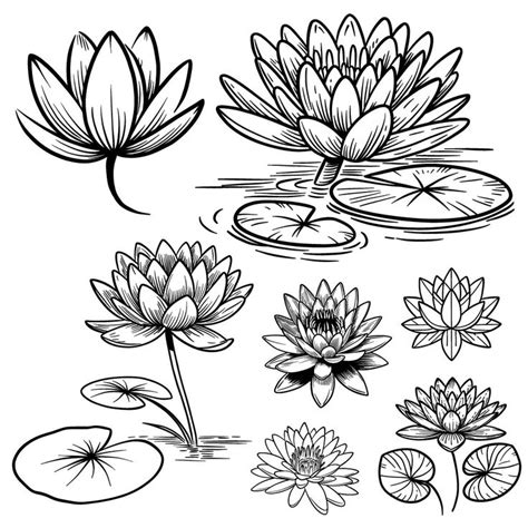 How to Draw Water Lilies: 7 Drawing Guides in One Tutorial.